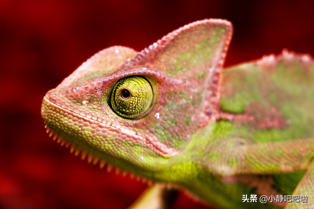 马达加斯加奇葩冷知识,你不知道的国家冷知识摩洛哥