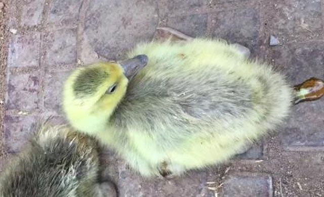 小鹅脚有点软怎么治疗,鹅苗出现软脚怎么办