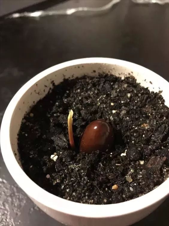 玉米棒子插水里，7天冒出小森林