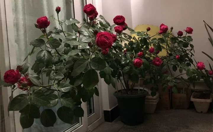 刚买的花，发蔫落苞加黄叶！为什么呢？多半是放错了位置