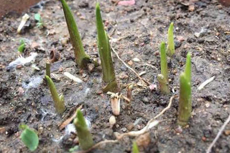 马蹄莲盆栽大花朵,马蹄莲花漂亮