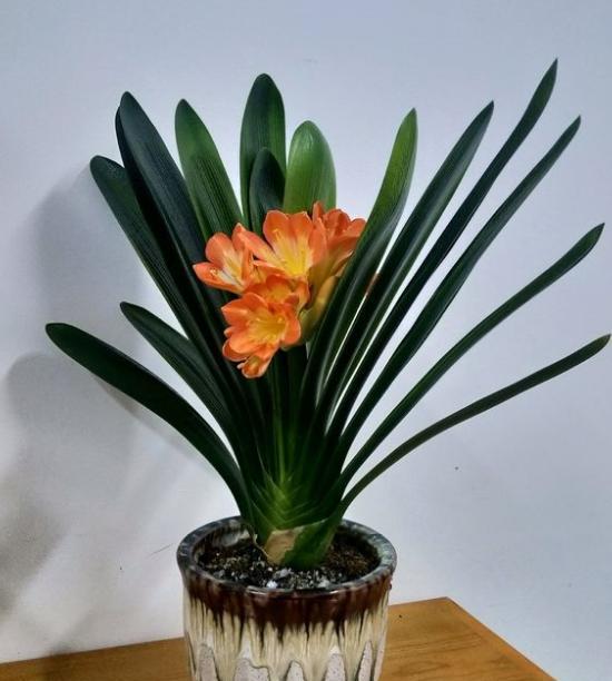 君子兰怎么养才能叶片油绿,养君子兰发黄如何处理