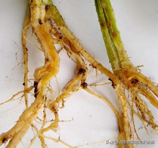 黄瓜死棵烂苗,黄瓜秧生病治疗小妙招