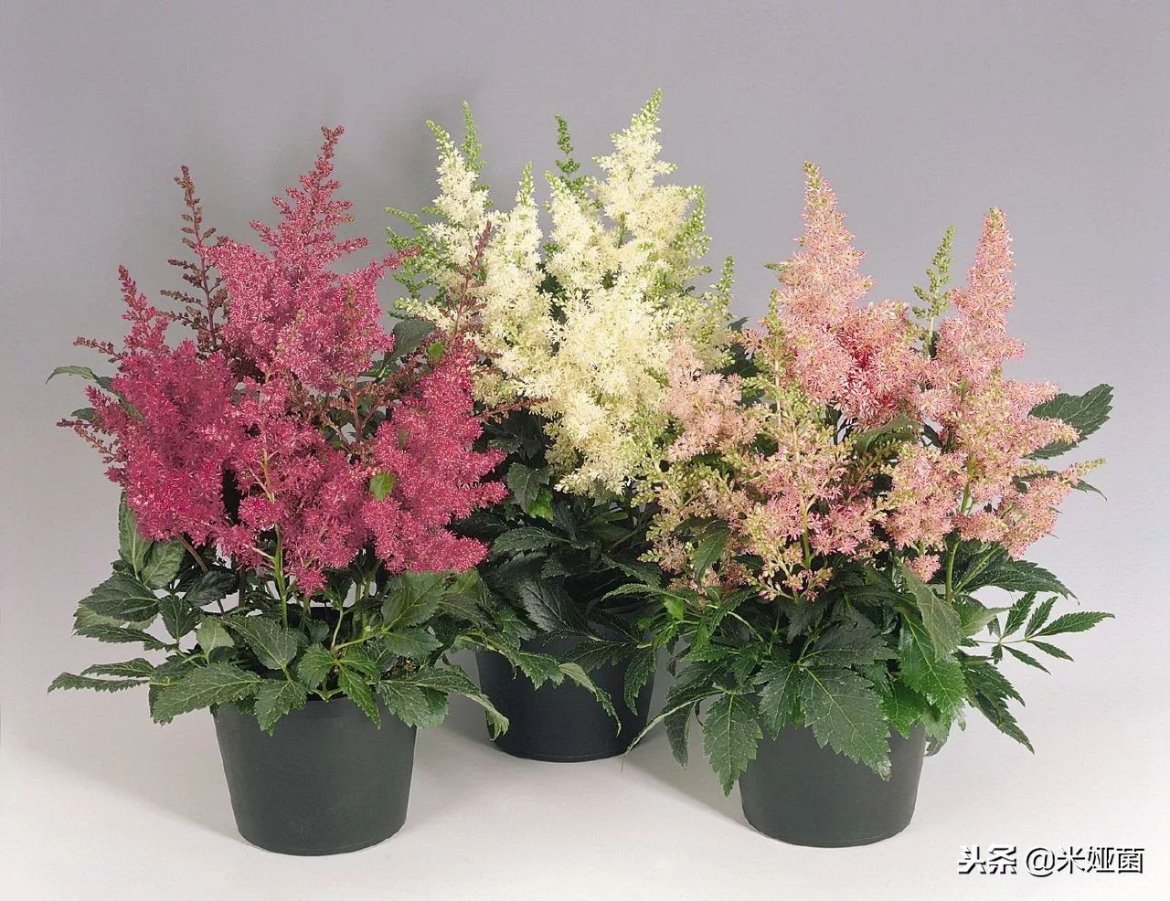 养在院子里开花时间长又好养的花,养在家里会开花的树