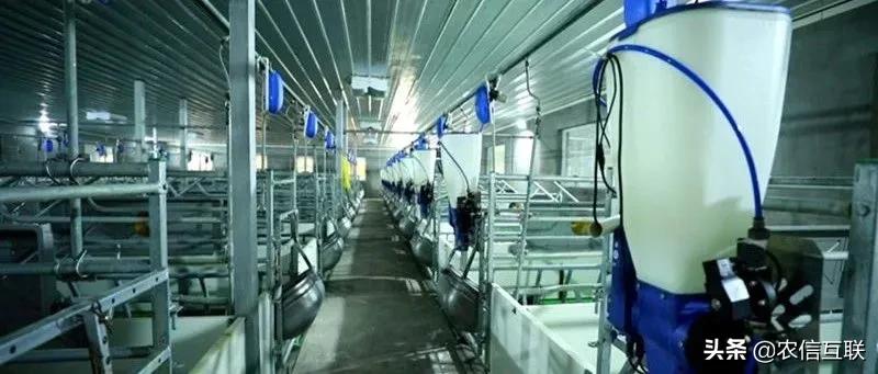 养猪养殖创业,养猪的盈利模式