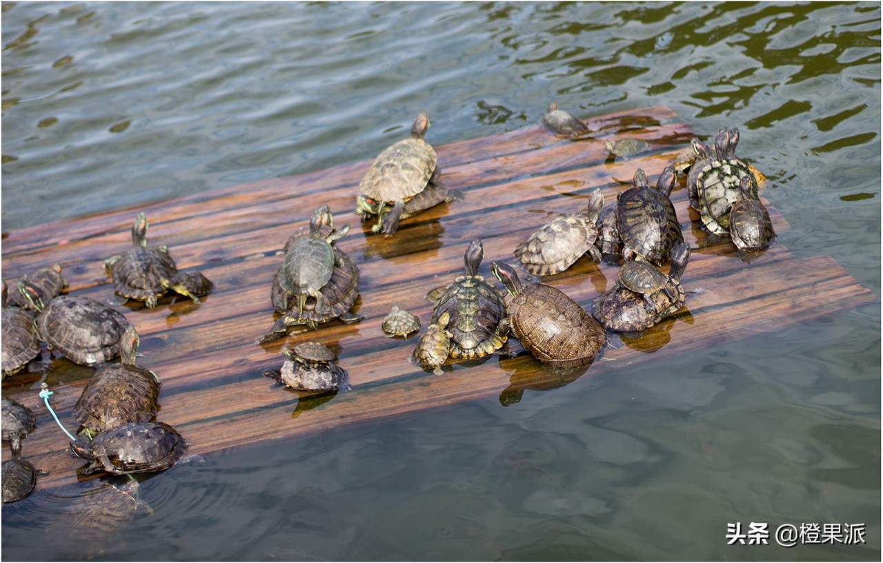 厦门免费斋饭,厦门千年古刹门票