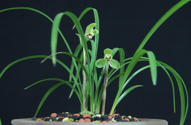 精品玉兰的品种及图片,国兰花朵不艳丽但香气清雅