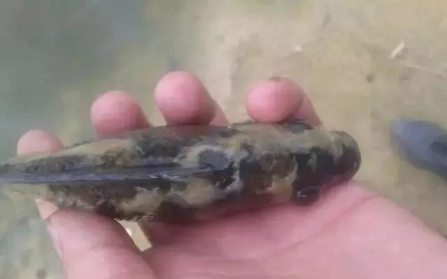 罗非鱼过冬的办法有哪些,罗非鱼最低多少度可越冬