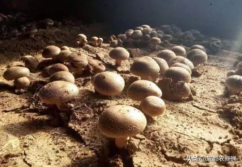 香菇种植技术培训教程,椴木香菇种植与管理