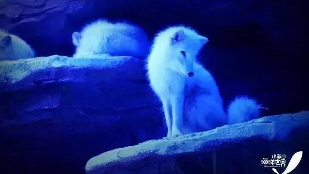 小梅沙海洋世界游玩要买票吗,小梅沙海洋世界套票2021