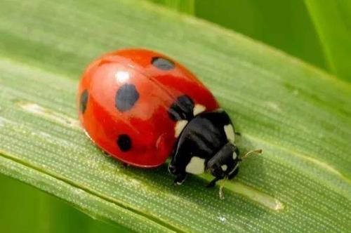 七星瓢虫和二十八星瓢虫是同种吗,七星瓢虫和二十八星瓢虫的故事