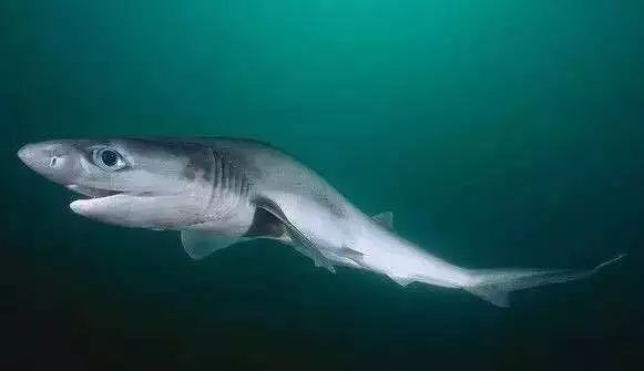 鲨鱼的种类及名称视频,鲨鱼的种类和生活习性