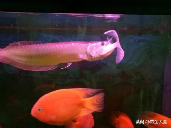 银龙鱼吃了干虾就吐出来,银龙鱼吃鱼好消化吗