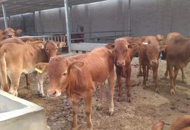 一位养殖户问:打过草甘膦的杂草,还能喂牛吗?你会如何回答?