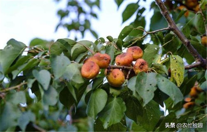 五元一斤大量滞销,年前5元一斤大量滞销