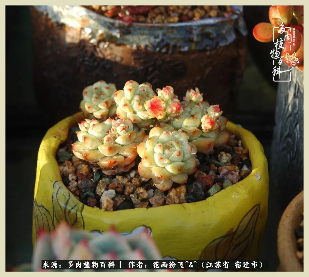 我家老臧：从反对到爱屋及乌的多肉守护人