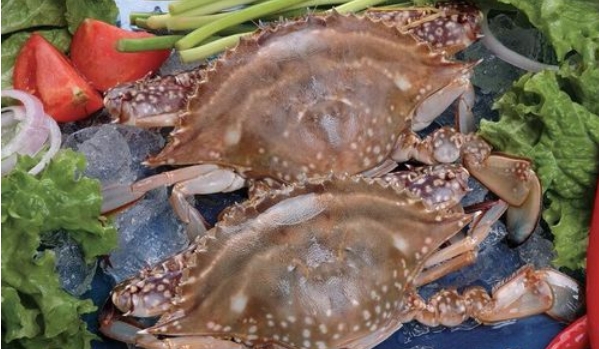 梭子蟹鲜活怎么挑,鲜活梭子蟹怎么挑