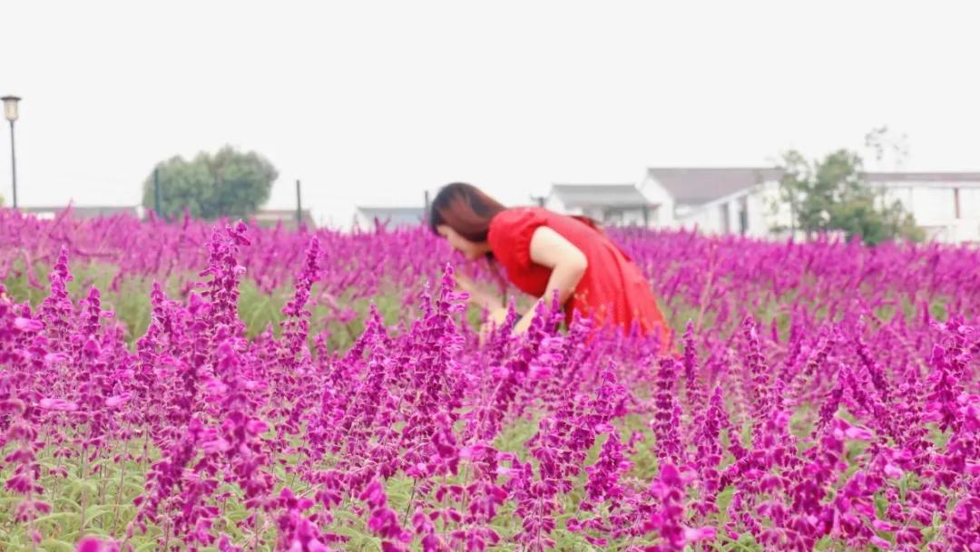 浦口最炫花海景点,浦口的花海