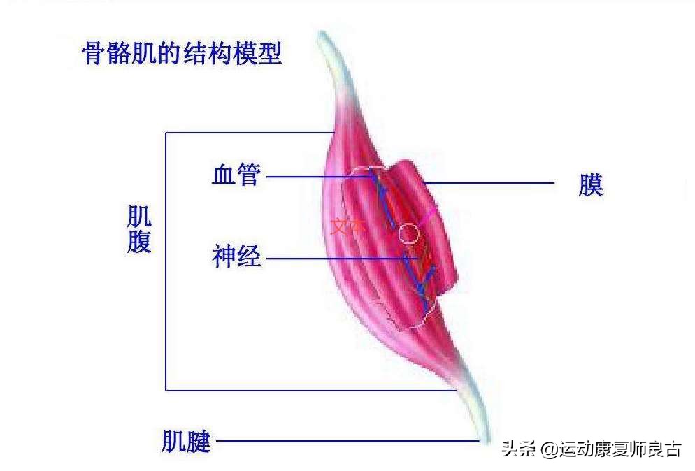 肌肉拉伤后怎样运动康复,肌肉拉伤如何运动恢复