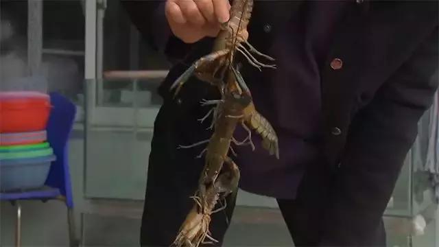 水泥池养龙虾有假的吗,龙虾水泥池养殖方法图解