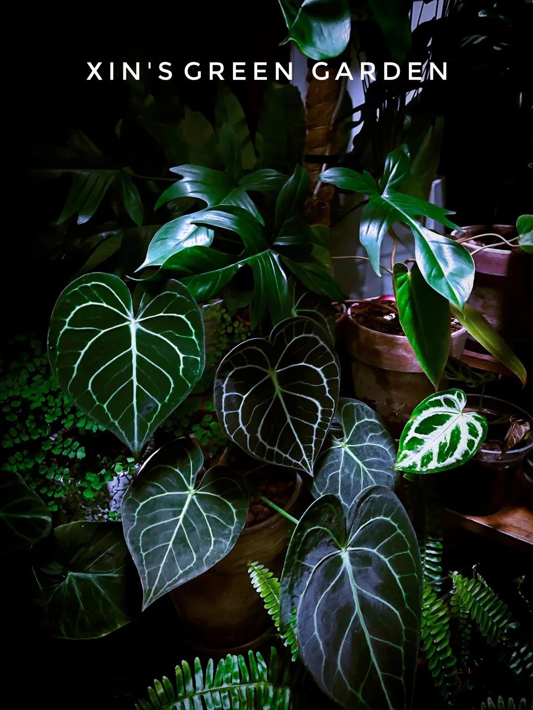 没花园怎么种花？从东北到广东，4位大神在室内种出植物园，绝美