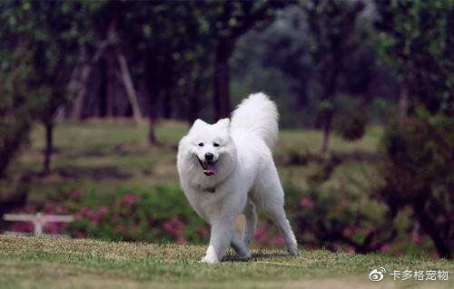 狗狗缺钙怎么补最快最有效的方法,狗狗严重缺钙无法走路多久能恢复