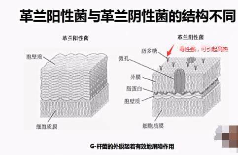 区分革兰氏阴性和阳性菌的口诀,革兰氏阳性菌和阴性菌的由来