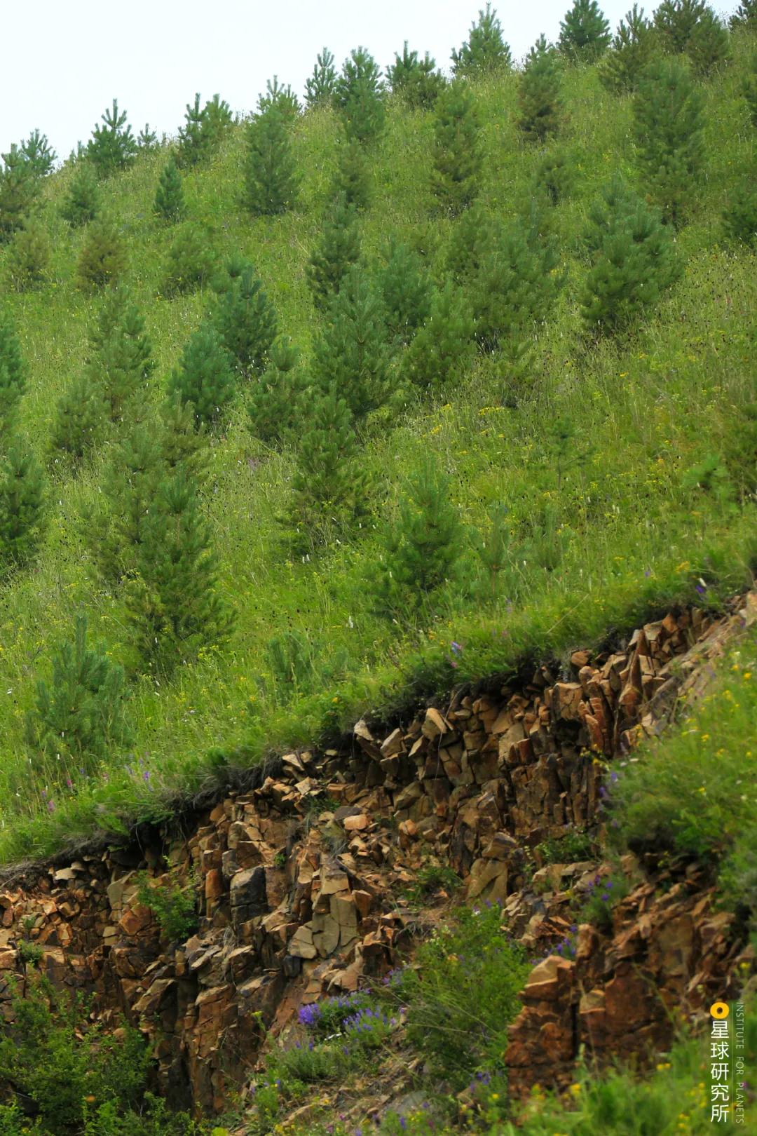 中国植树造林面积,中国植树造林成果国外有什么看法