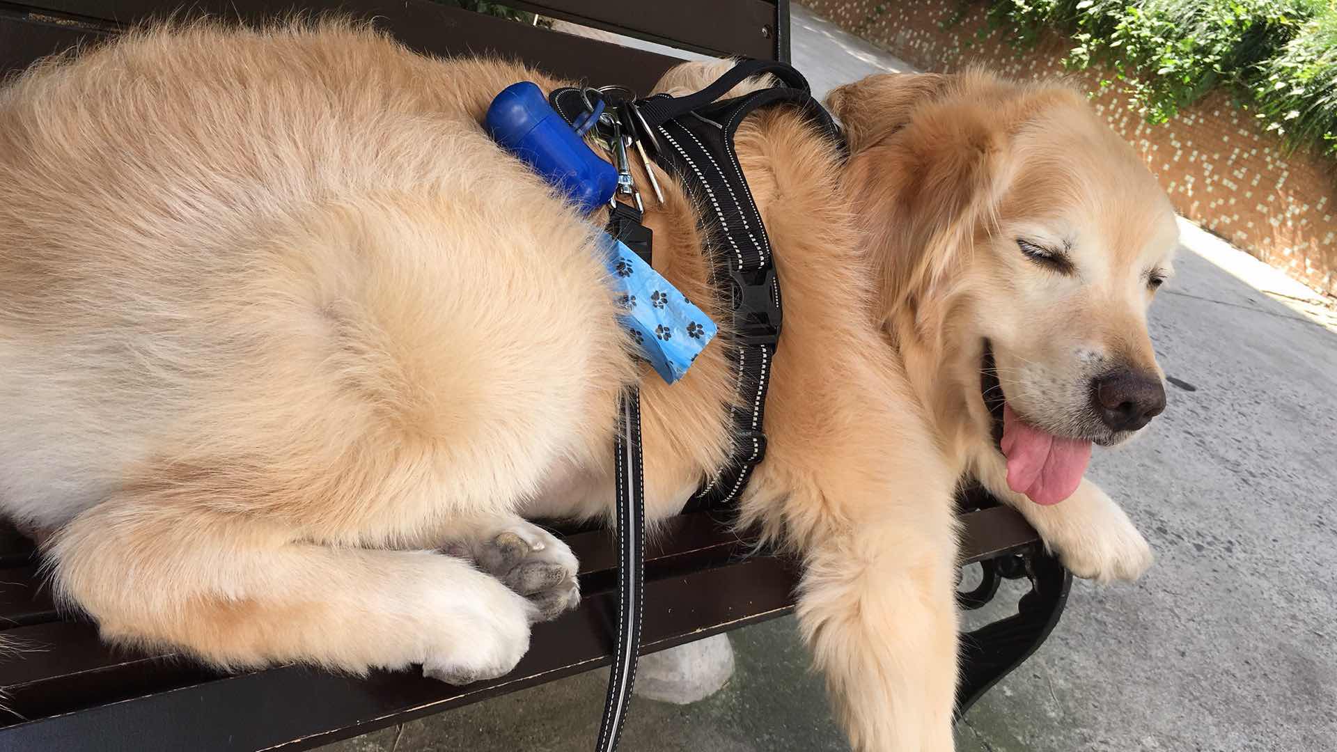 金毛怀孕攻略,金毛怀孕一个月需要注意什么