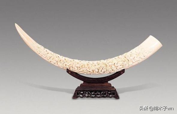 有象牙和没象牙的大象有什么区别,为什么象牙这么受人欢迎