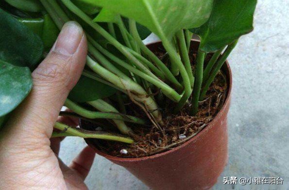 绿萝叶片发黑，喷一点这，30天绿回来，叶片多又大、油绿发亮！