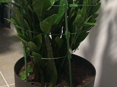 金钱树喝啤酒茂盛吗,怎样养金钱树叶子才能茂盛