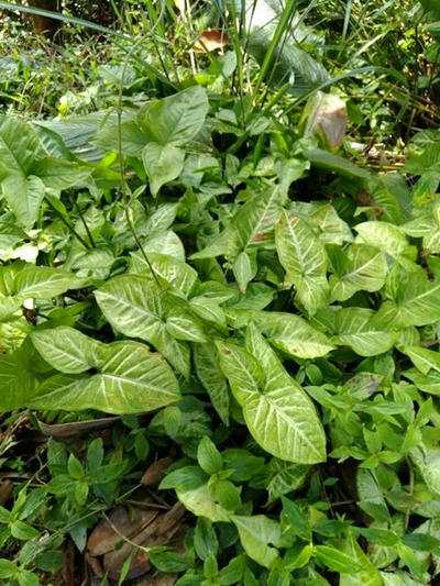 合果芋的叶子发黄怎么办,合果芋叶子焦边怎么处理