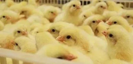 蛋鸡如何饲养才能提高产蛋量,蛋鸡控制温度的方法