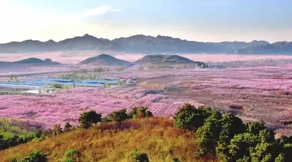 最适合赏花的花,视觉盛宴五种赏花名花供您选择
