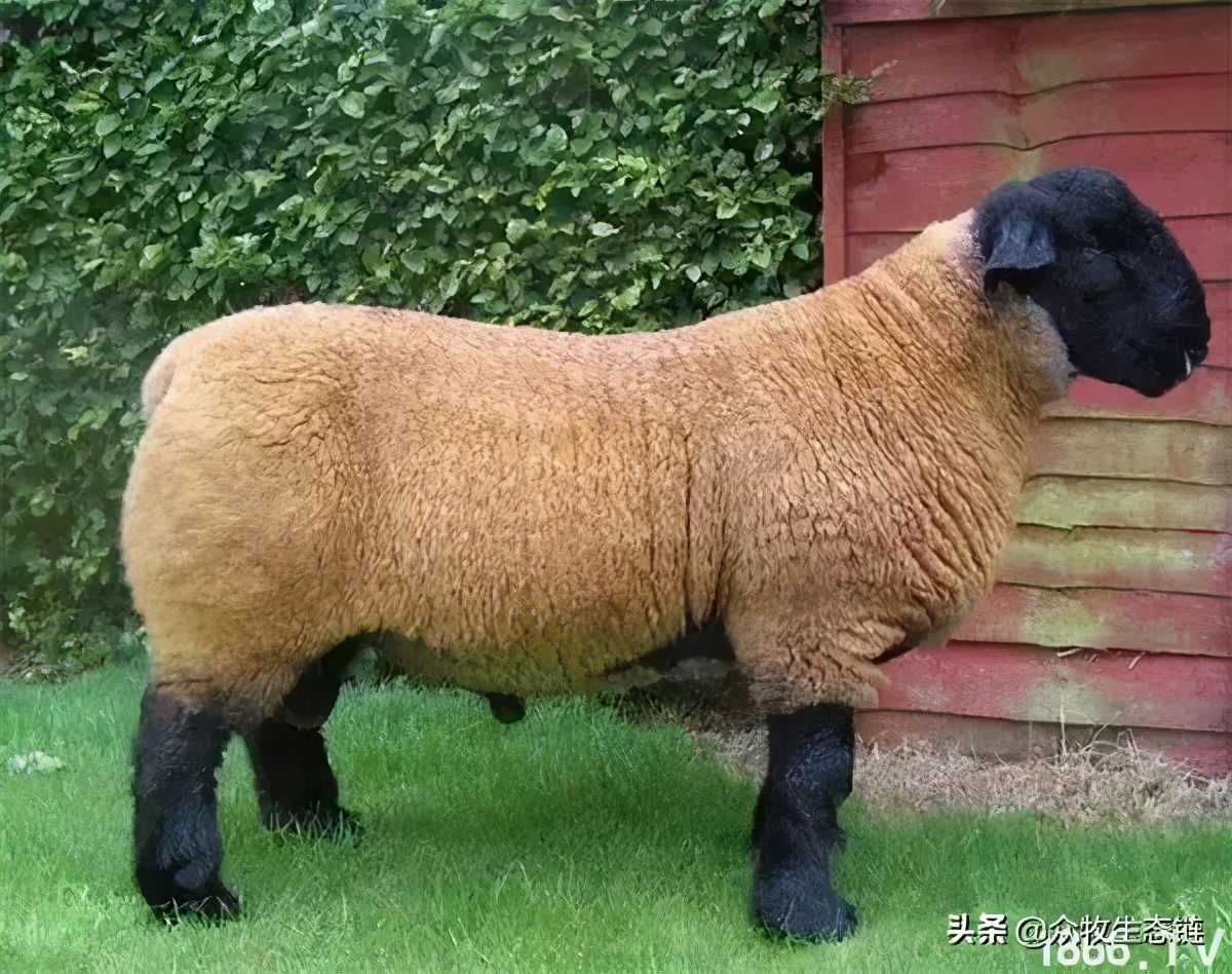 世界上最好的羊是哪个羊,世界最好的羊排名前十