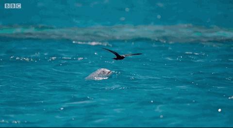 BBC最棒8部纪录片，强烈推荐孩子暑假看