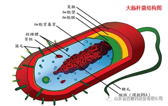 刚产的仔猪拉黄白痢怎么治,猪细菌性腹泻