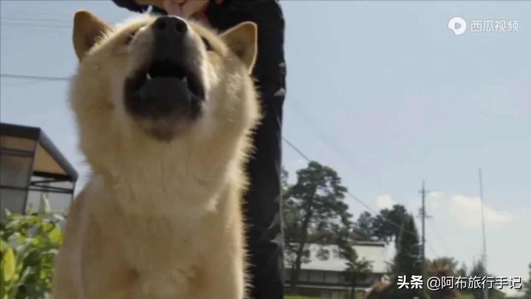 豆瓣9.1分看哭百万人,豆瓣评分9.0却很少有人看懂