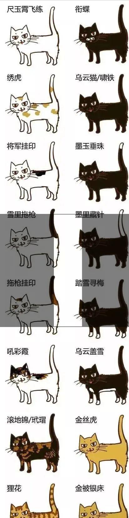 关于中华田园猫的全部资料大全,中华田园猫的名字大概都是什么