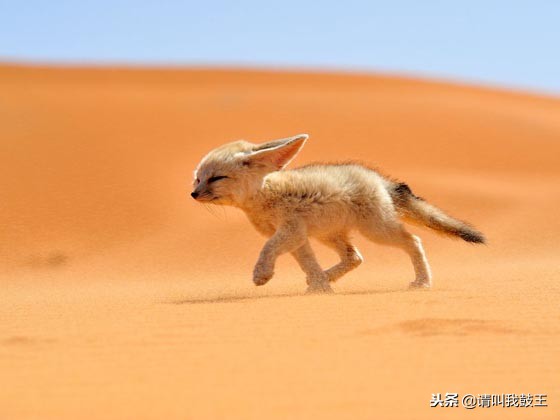最可爱出名的宠物狐狸,宠物白狐狸有多可爱