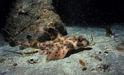 观赏鱼鲨鱼种类图片大全,鲨鱼百科知识大全幼儿