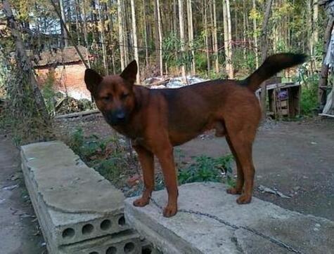 家狗藏獒,家狗柴犬