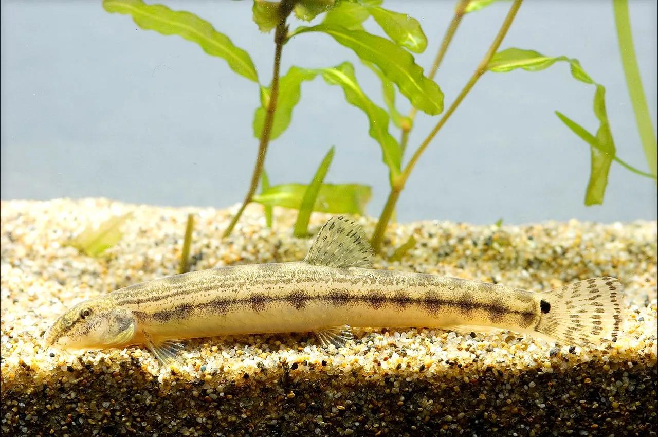 野生泥鳅品种图片大全大图,最大的泥鳅图片大全