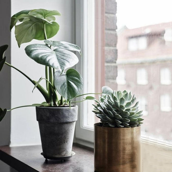 花土里小飞虫怎么彻底清除,花土里的黑色飞虫怎么消灭