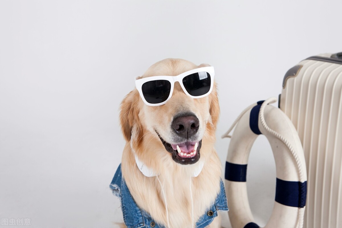 喂养宠物狗要注意什么事项呢英语,新人养狗金毛注意事项