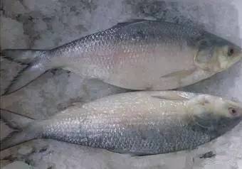 史上最全面的海鲜大咖,史上最全海鲜视频