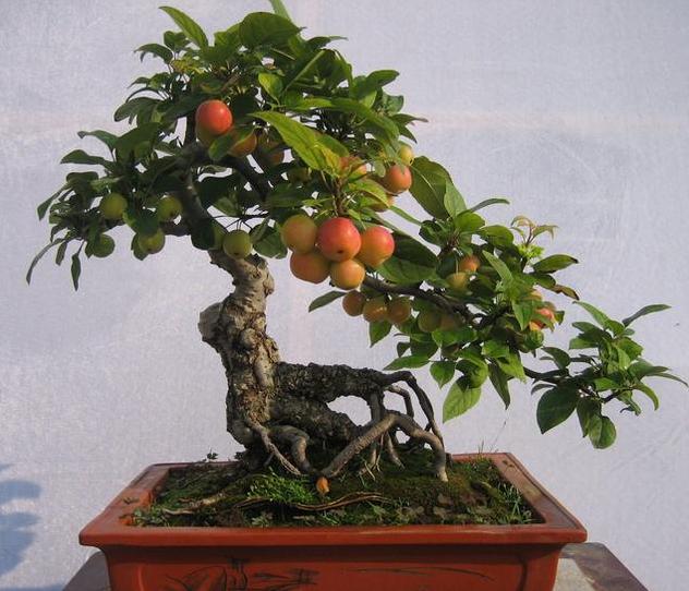 刚采挖的盆景树桩怎么提高成活率,下山老树盆景桩怎样管理