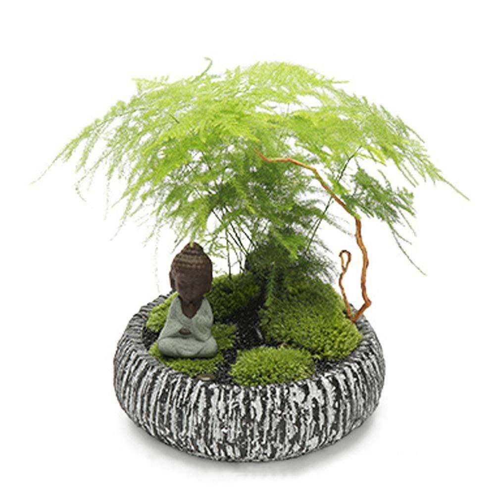 文竹叶片总发黄？做好这几点，轻松解决问题