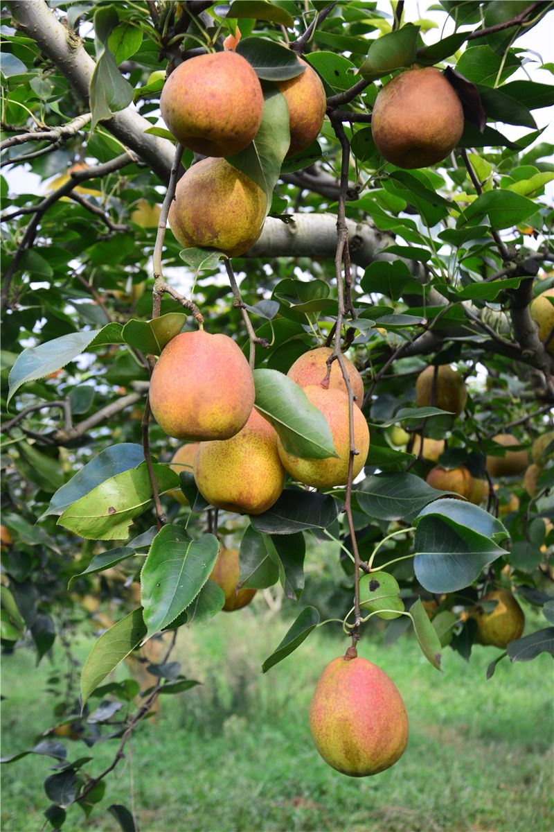 9月份云南有什么好吃水果,云南瓜果飘香有你最爱的吗